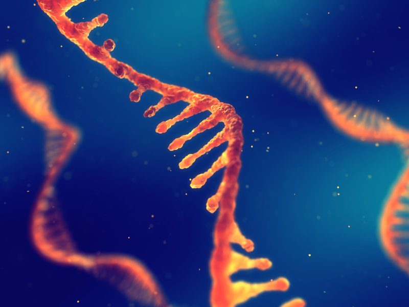 RNA Stability: Why Your mRNA Drug Product Is More Fragile Than You Think